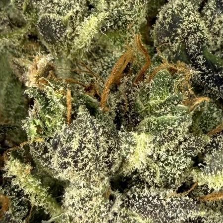LSD Auto x Chronic Rider Fast bx F1