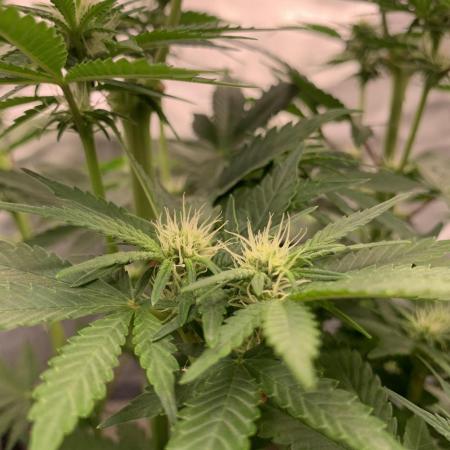 Milk Bath x Blueberry F1