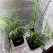 DC GammaBloom I need more seed's