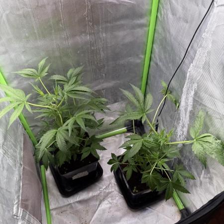 DC GammaBloom I need more seed's