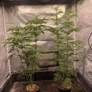 Blueberry x DC GammaBloom f1