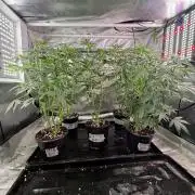 K8 F3 Frutti Favorite