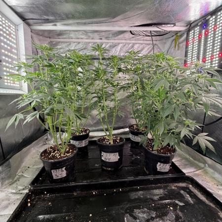 K8 F3 Frutti Favorite