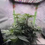 Big Test Only Women p.1