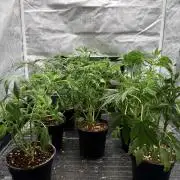 K8 F3 Frutti Favorite