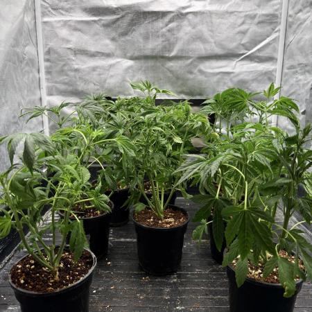 K8 F3 Frutti Favorite