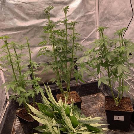 Milk Bath x Blueberry F1