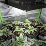 K8 F3 Frutti Favorite