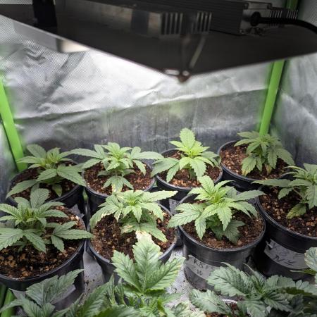 K8 F3 Frutti Favorite