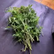 DC GammaBloom I need more seed's