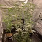 DC GammaBloom I need more seed's