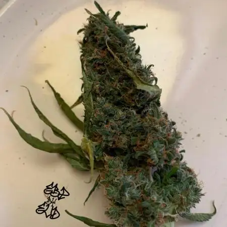 CRFK69-Chronic Rider Feno KUST