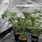 Blueberry x DC GammaBloom f1