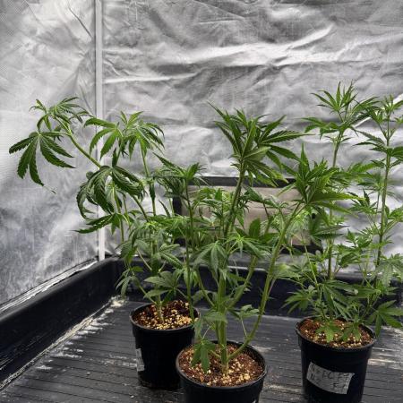 Blueberry x DC GammaBloom f1