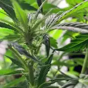 DC GammaBloom I need more seed's