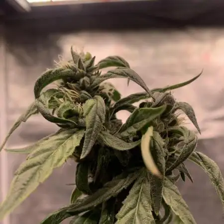 Blueberry x DC GammaBloom f1
