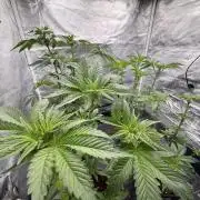 Milk Bath x Blueberry F1