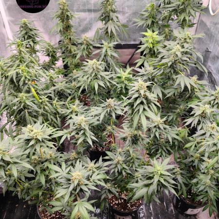 CRFK69-Chronic Rider Feno KUST
