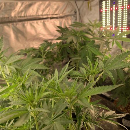 K8 F3 Frutti Favorite