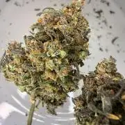 KUST x Blueberry F1