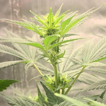 Blueberry x DC GammaBloom f1