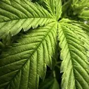 K8 F3 Frutti Favorite