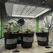 LSD Auto x Chronic Rider Fast bx F1