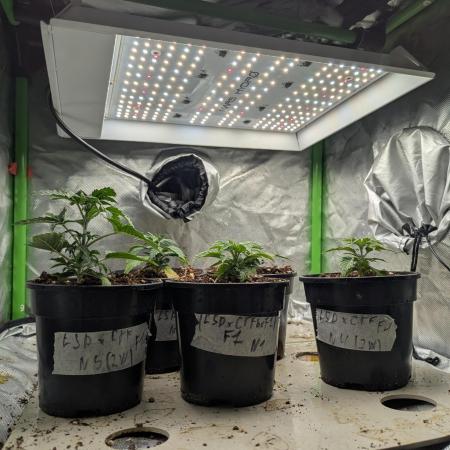 LSD Auto x Chronic Rider Fast bx F1