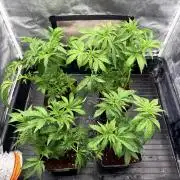 Milk Bath x Blueberry F1