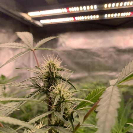 LSD Auto x Chronic Rider Fast bx F1