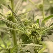 DC GammaBloom I need more seed's