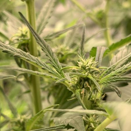 DC GammaBloom I need more seed's