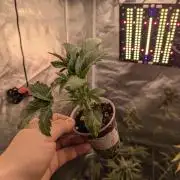 DC GammaBloom I need more seed's