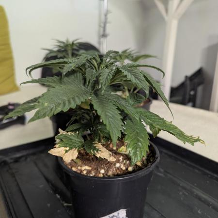 Blueberry x DC GammaBloom f1