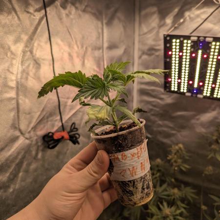 Milk Bath x Blueberry F1