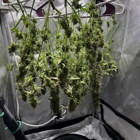Summer 2025 Indoor Gorilla Zkittlez Auto