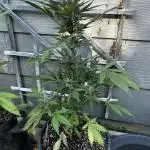 Summer 2025 Outdoor Autos