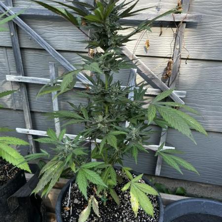 Summer 2025 Outdoor Autos