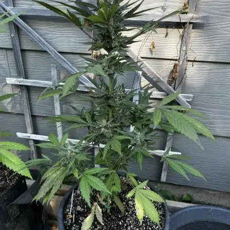 Summer 2025 Outdoor Autos