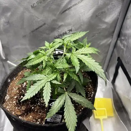 Summer 2025 Indoor Gorilla Zkittlez Auto