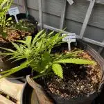 Spring 2025 Outdoor Autos