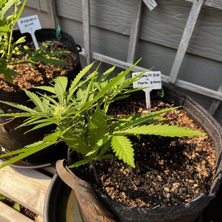 Spring 2025 Outdoor Autos