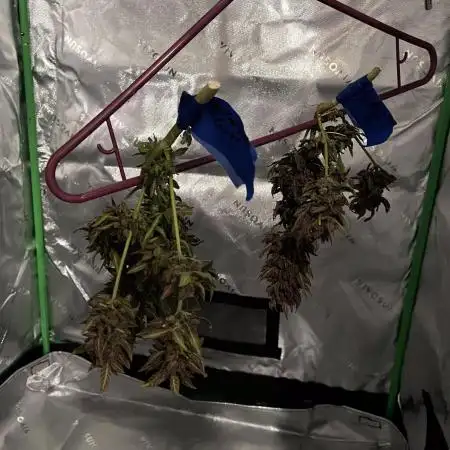 Spring 2025 Outdoor Autos