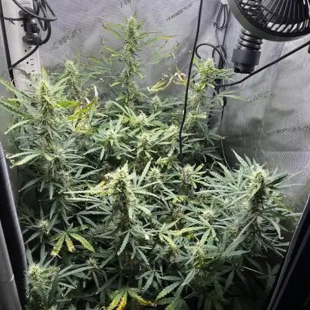 Summer 2025 Indoor Gorilla Zkittlez Auto