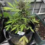 Spring 2025 Outdoor Autos