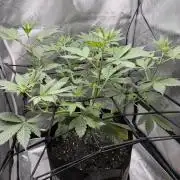 Indoor Spring 2026
