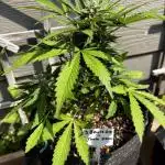 Spring 2025 Outdoor Autos