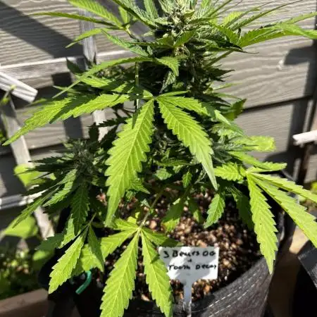 Spring 2025 Outdoor Autos