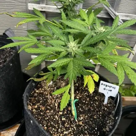 Spring 2025 Outdoor Autos