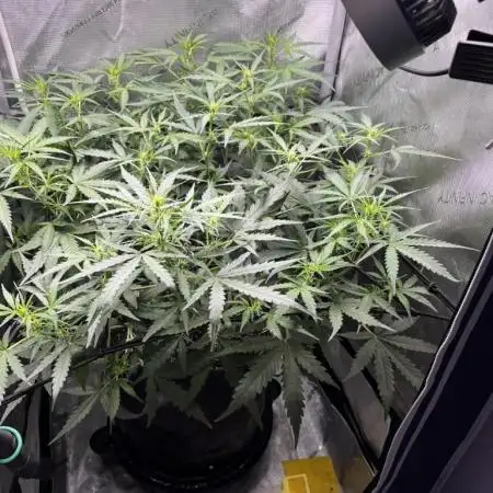 Summer 2025 Indoor Gorilla Zkittlez Auto